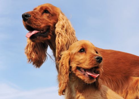 puppy and adult purebred cocker spaniel, focus on the young dog