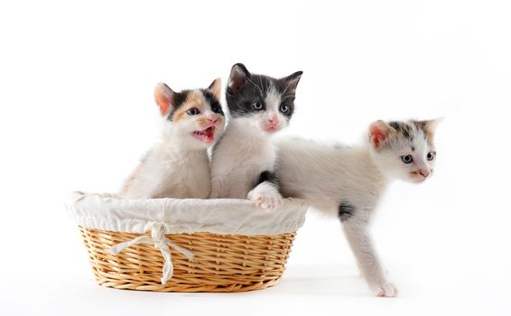 three kitten in a basket