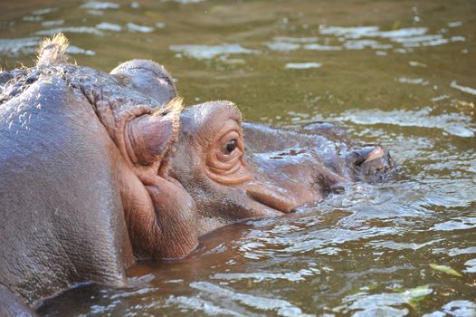 big hippopotamus waiting in the water and looking