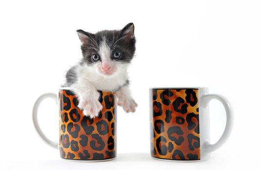 young black and white kitten in a cup of tea