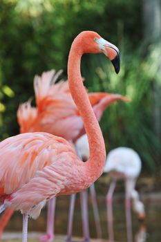 portrait of a Greater Flamingo, Phoenicopterus Roseus
