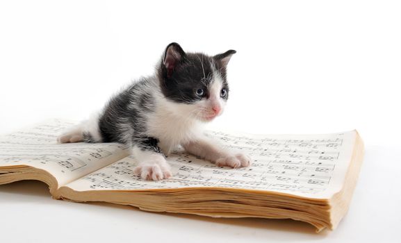 young black and white kitten and music book
