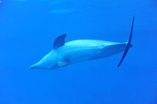 young dolphin playing in a blue sea