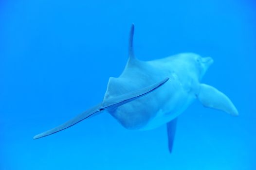 tail fin of a dolphin in a blue sea