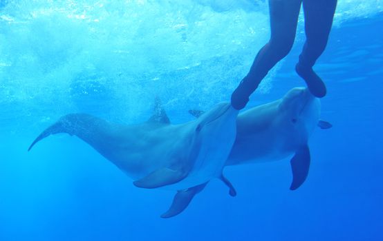 two dophins playing with a man in a aquarium