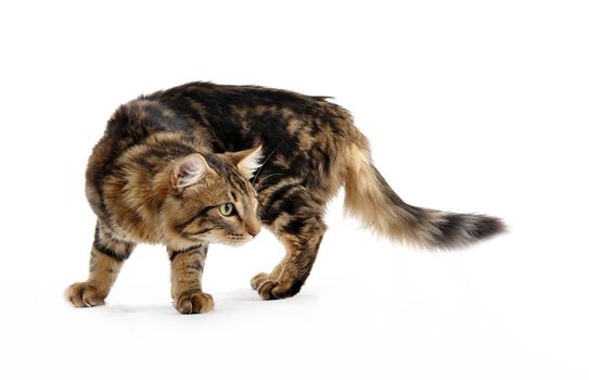 portrait of a purebred young norwegian cat on a white background