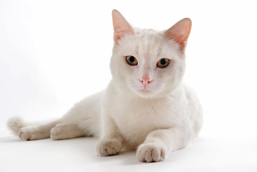 portrait of a young white cat on a white background