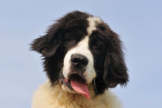 portrait of a purebred newfoundland dog landseer in a blue sky