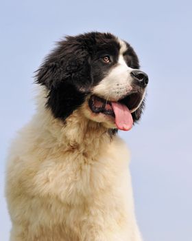 portrait of a purebred newfoundland dog landseer in a blue sky