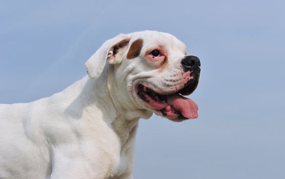 portrait of a purebred white boxer on a blue sky