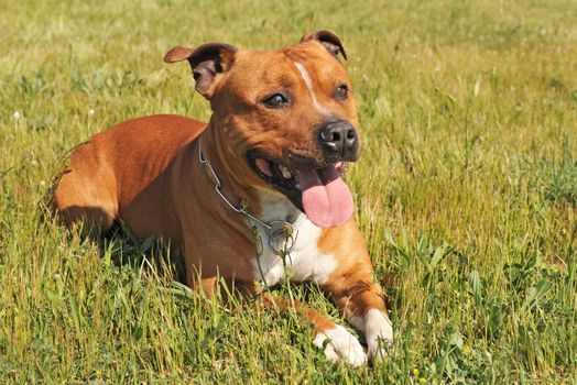 portrait of a staffordshire bull terrier laid down in the grass