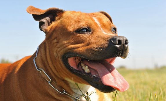 portrait of a staffordshire bull terrier, focus on the eye