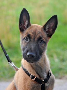 portrait of a young puppy purebred belgian shepherd malinois with harness