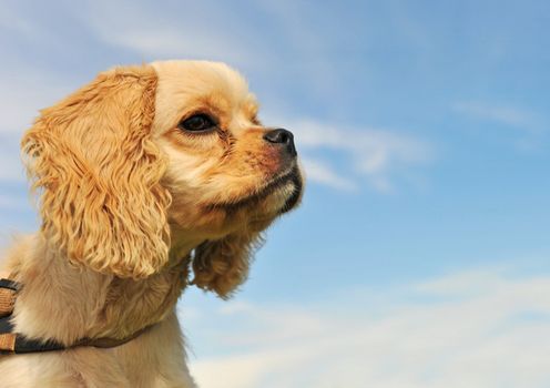 portrait of a purebred puppy american coker in a blue sky