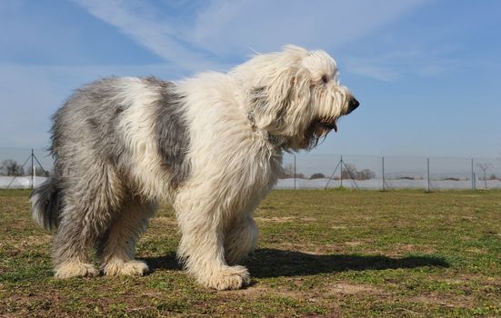 purebred Old English Sheepdog upright in a garden