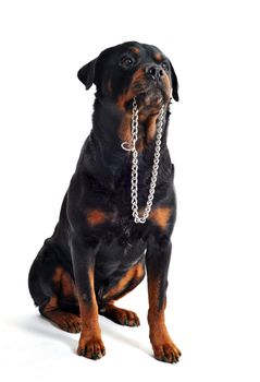 purebred rottweiler carrying his collar on a white background
