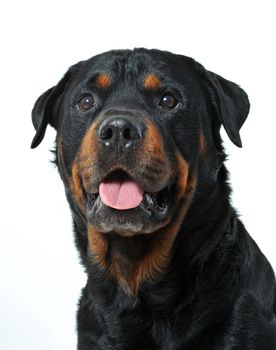 portrait of a purebred rottweiler and white backgroud