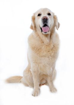 portrait of a purebred golden retriever on a white background