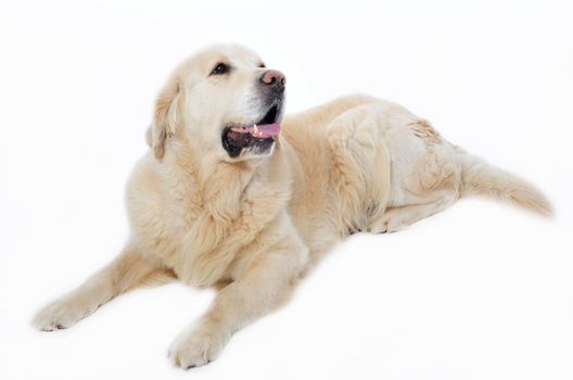 portrait of a purebred golden retriever laid down on a white background