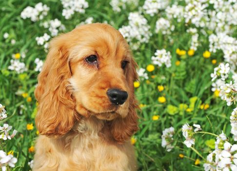 portrait of a puppy cocker spaniel in a field with flowers