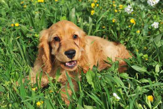 portrait of a purebred puppy  coker spaniel in the grass