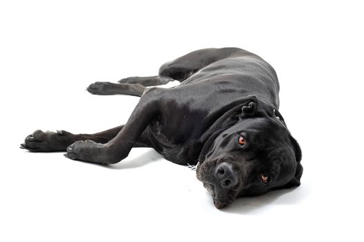 beautiful purebred italian mastiff cane corso laid down on a white background