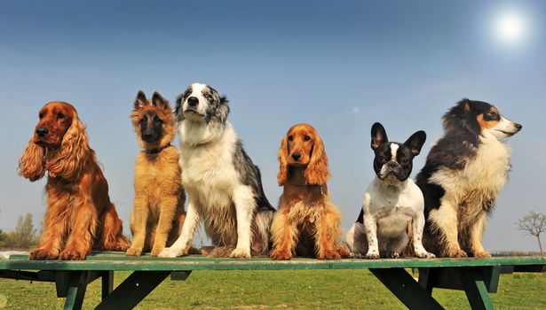 five purebred big dog sitting in a day of spring