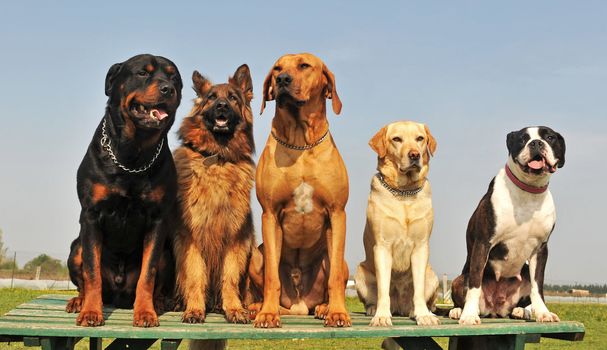 five purebred big dog sitting in a day of spring