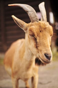 Shot of cute goat in zoo, sunny day