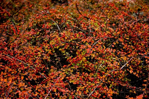 Background red berries in autumn - horizontal 