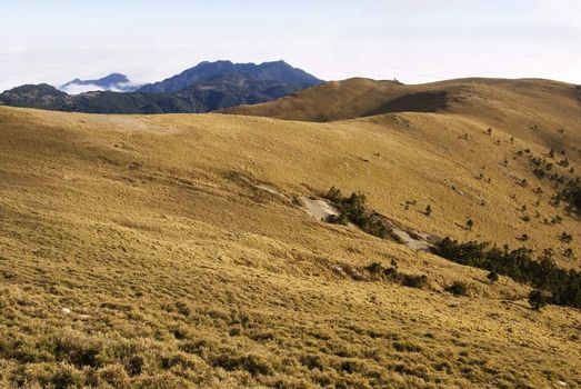 A golden soft and beautiful grassland, taken this in Taiwan National Park.