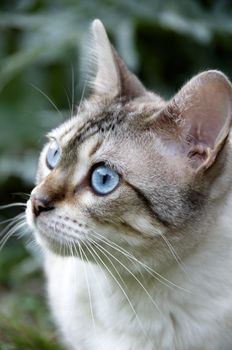 A Bengal cat outside in the garden