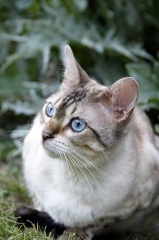 A Bengal cat outside in the garden