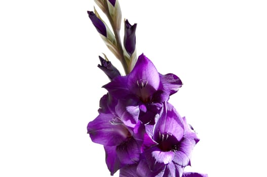 A purple gladiolus isolated on a white background