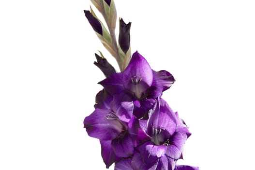 A purple gladiolus isolated on a white background