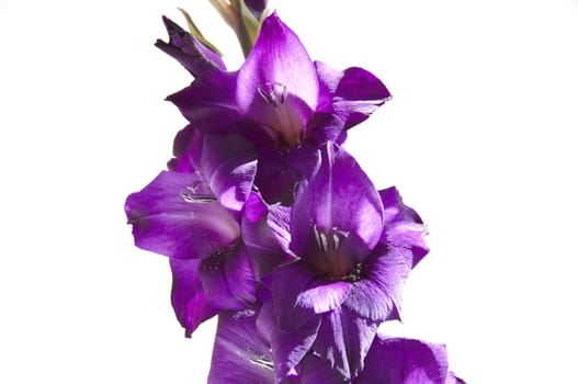 A purple gladiolus isolated on a white background