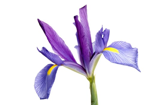 A purple and yellow Iris isolated on a white background