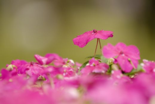 These small flower were so beautiful and lovely, take picture in Taipei most big park.