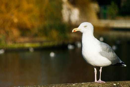 Herring gull in wintersun standing on stone wall with colorful background