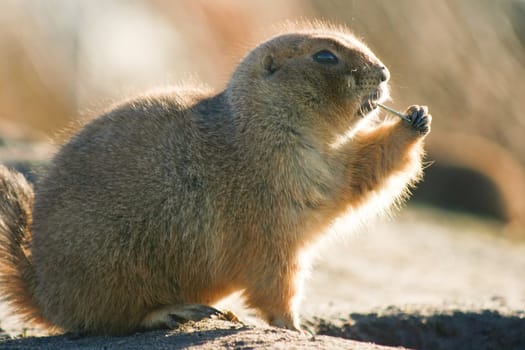 Prairiedog in winter sun eating and watchful