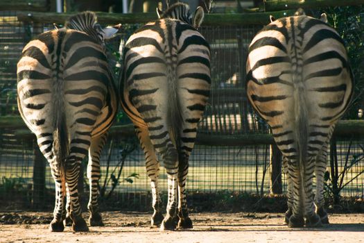 Three zebras in a row seen from backside in color