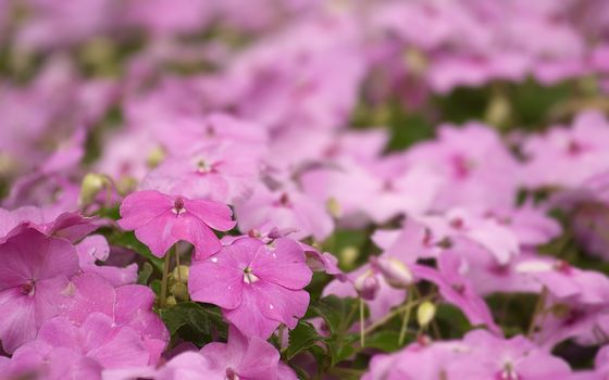 These small flower were so beautiful and lovely, take picture in Taipei most big park.