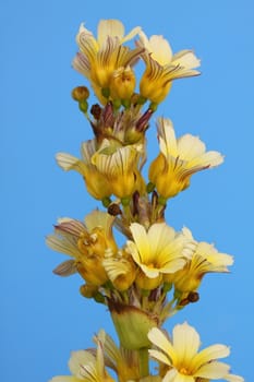 Sisyrinchum striatum