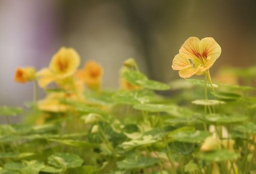 These small flower were so beautiful and lovely, take picture in Taipei most big park.