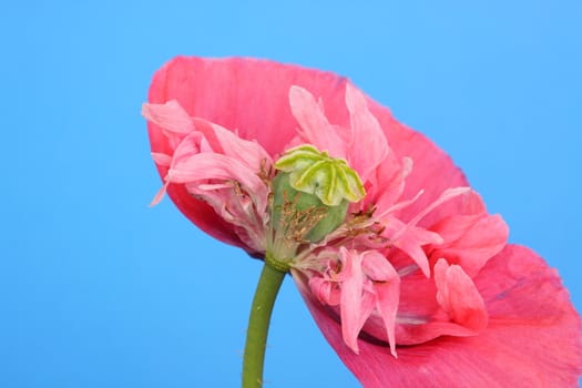 poppy