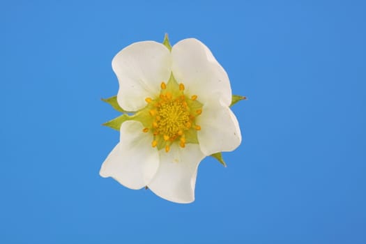 strawberry flower