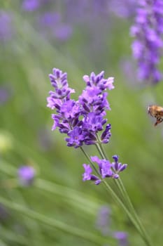 lavendar