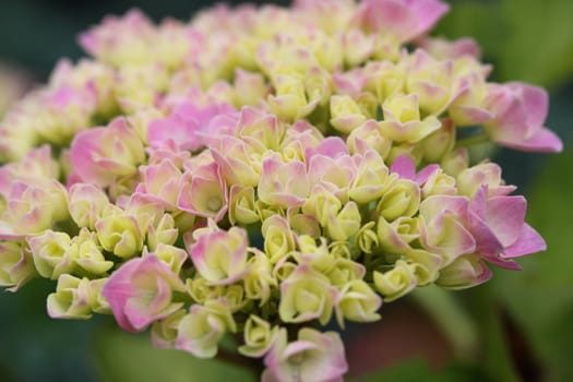 hydrangea