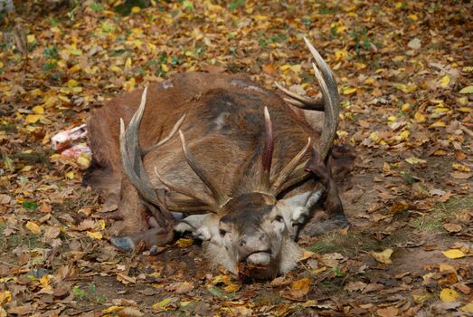 dead deer in a fox hunting, in France