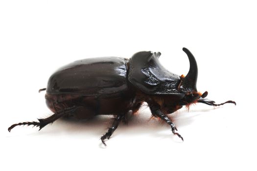 The European rhinoceros beetle on white background